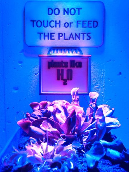 File:Plant check fixed.jpg