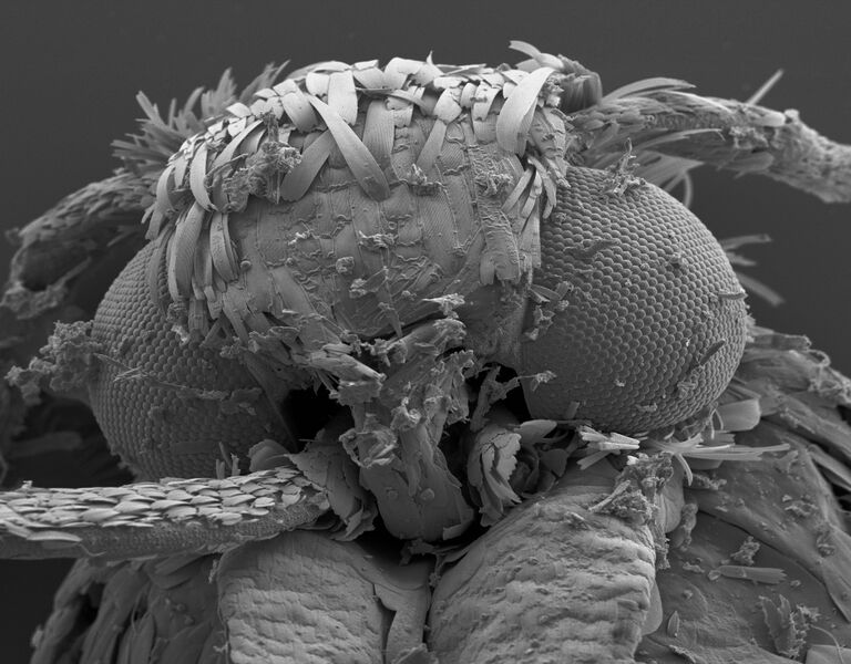 File:Abs sem bug.jpg