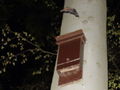 Thumbnail for version as of 08:16, 28 April 2013